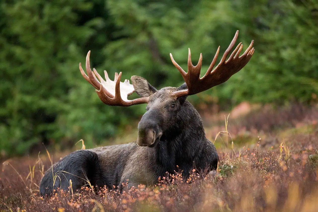 A bull moose with wide antlers lying in a field