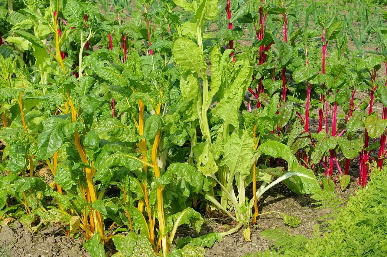 Swiss chard plants with red and yellow stems growing in a garden bed