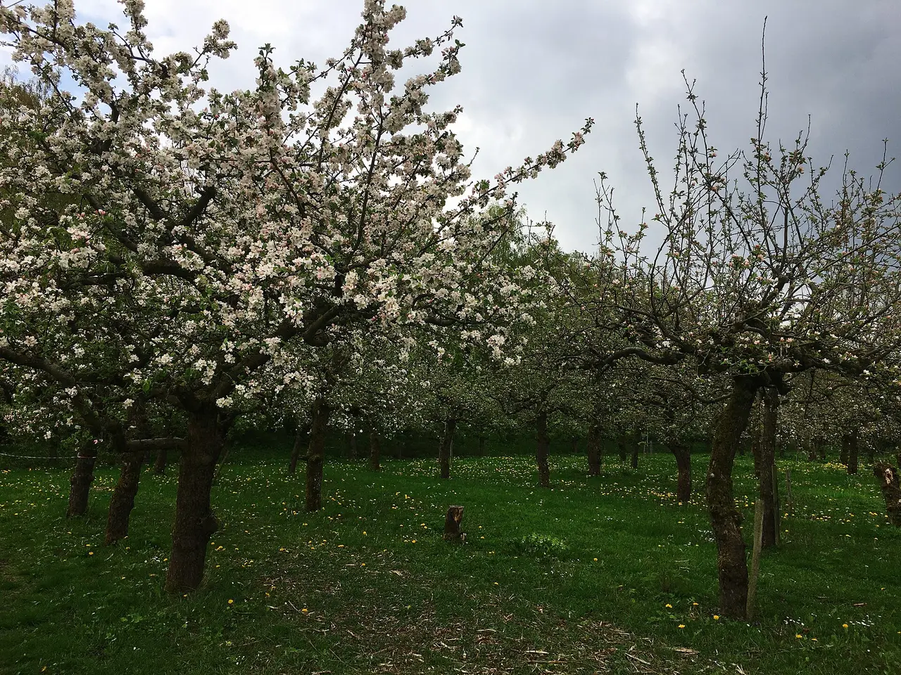 Apple trees covered in white blossom in an orchard