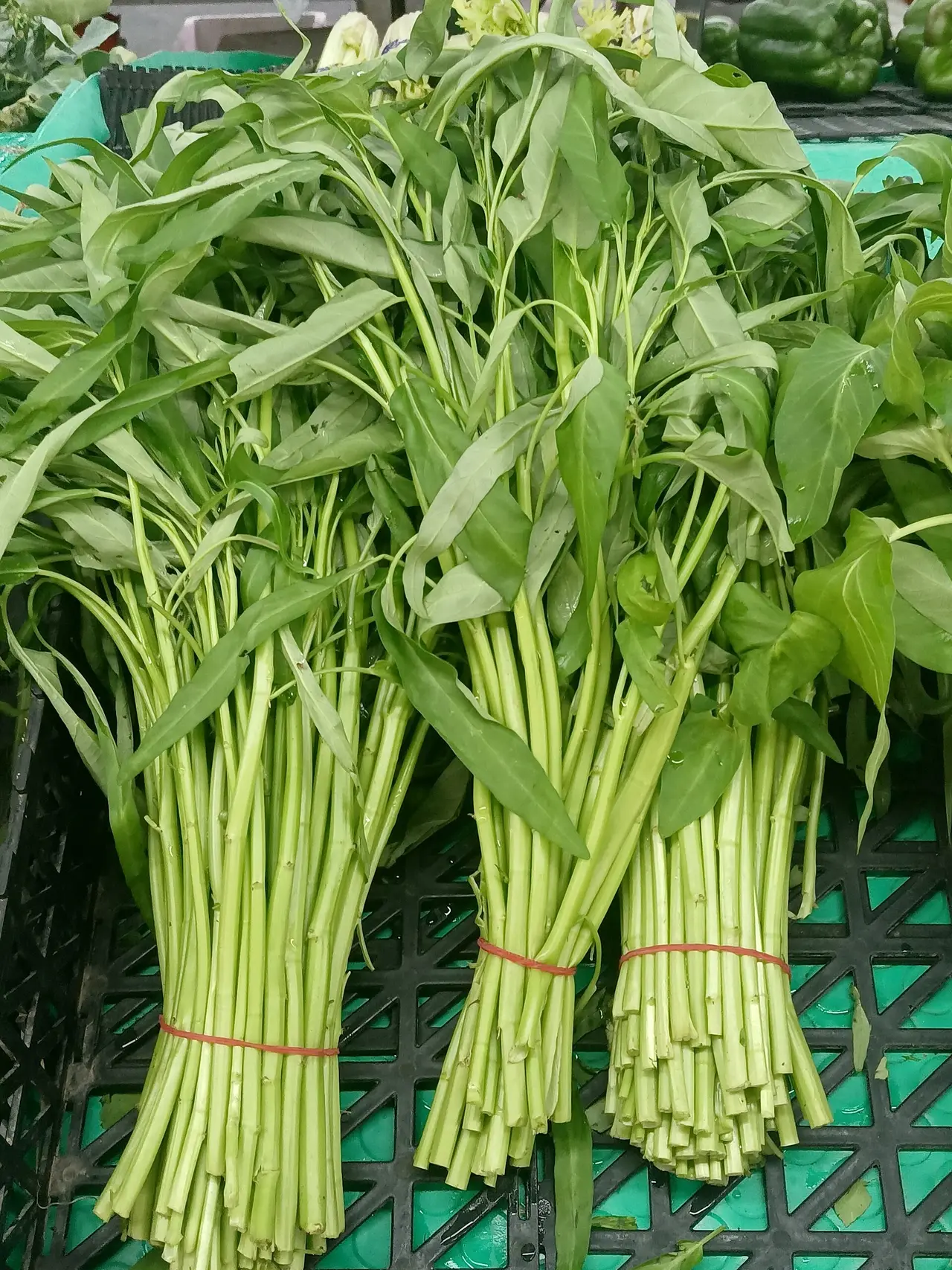 Tied bunches of water spinach with long green stems