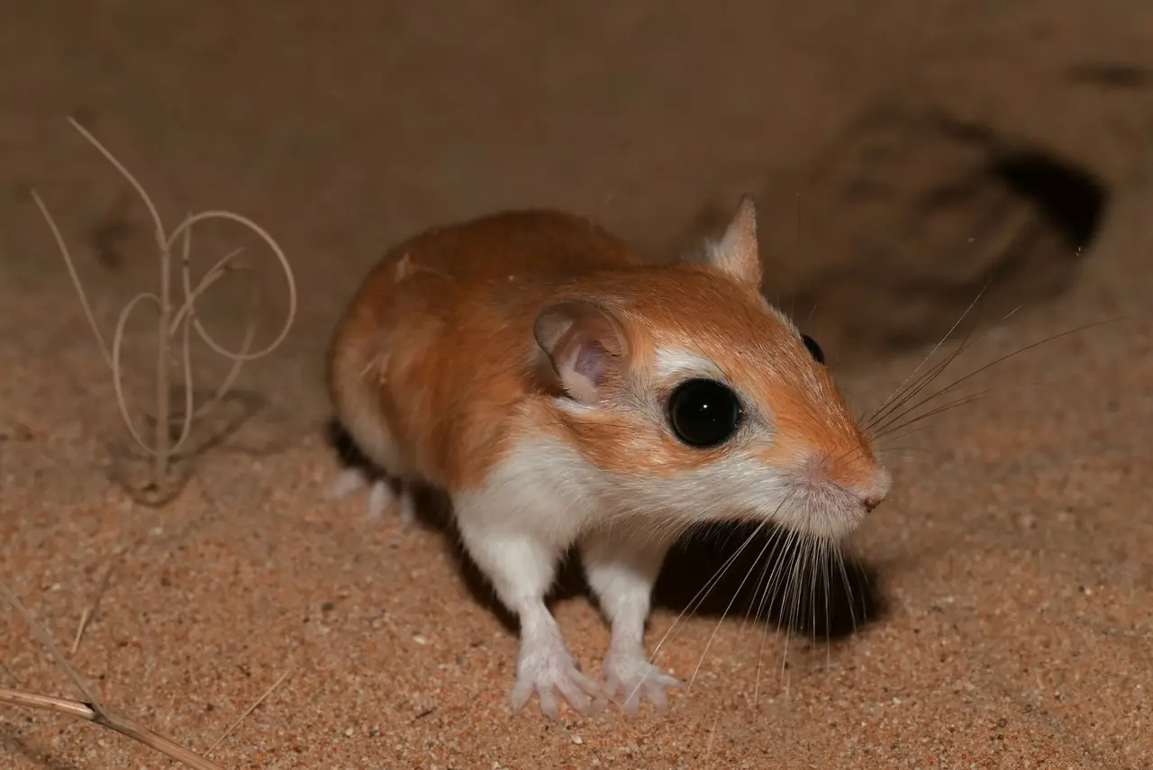 A small gerbil with large eyes on sandy ground