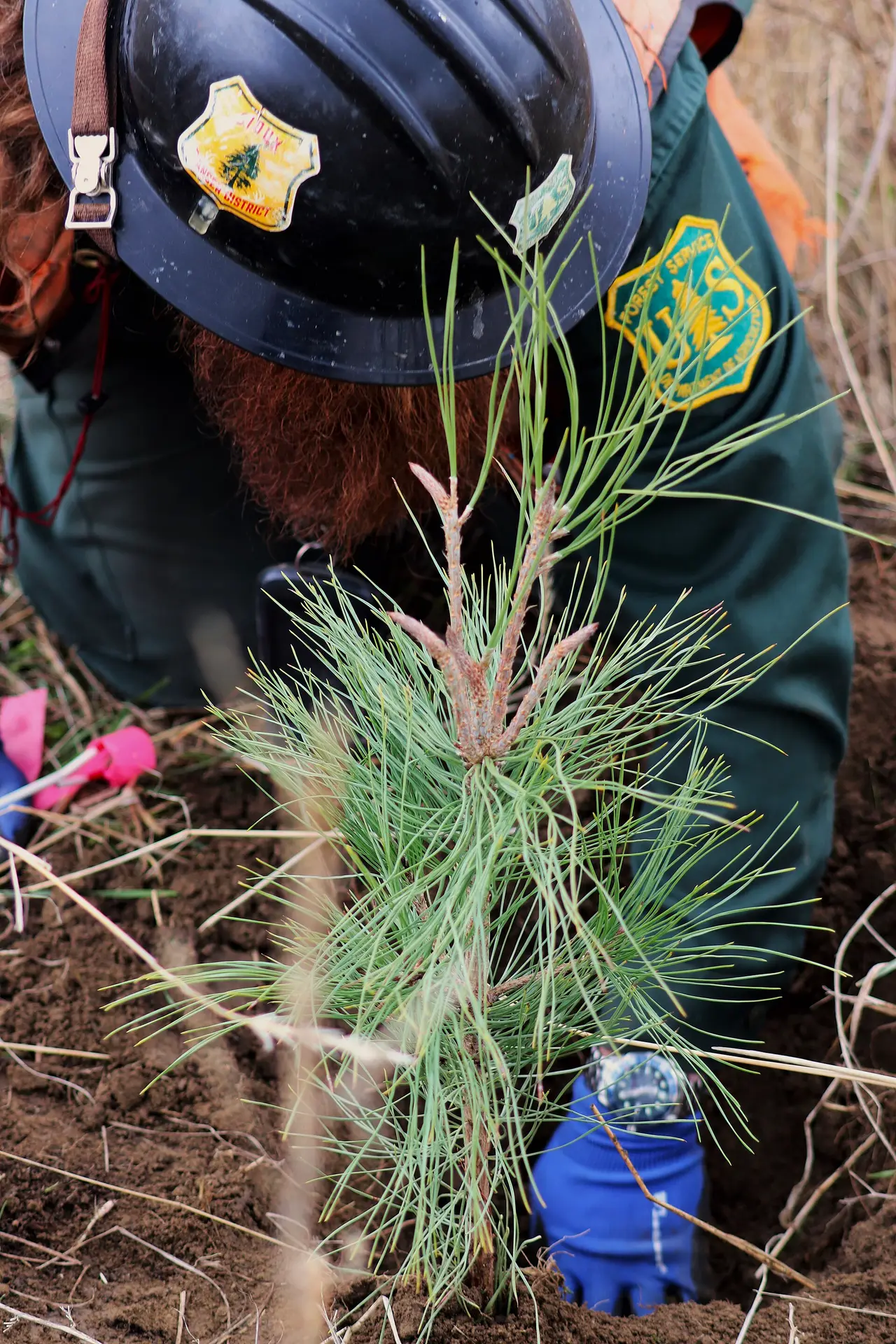 A pine seedling being planted into bare soil by a gloved hand