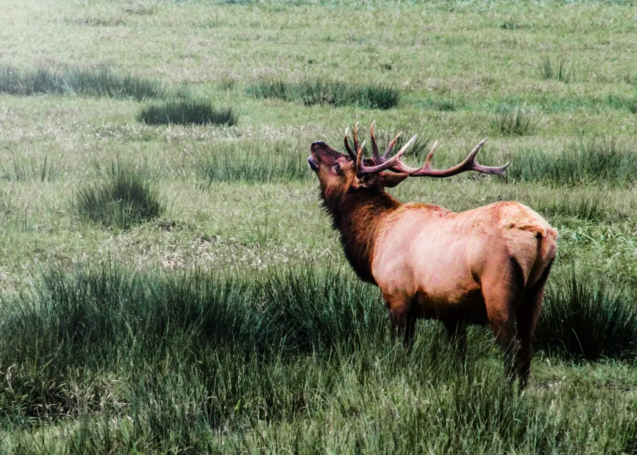 A bull elk with large antlers standing in green grass