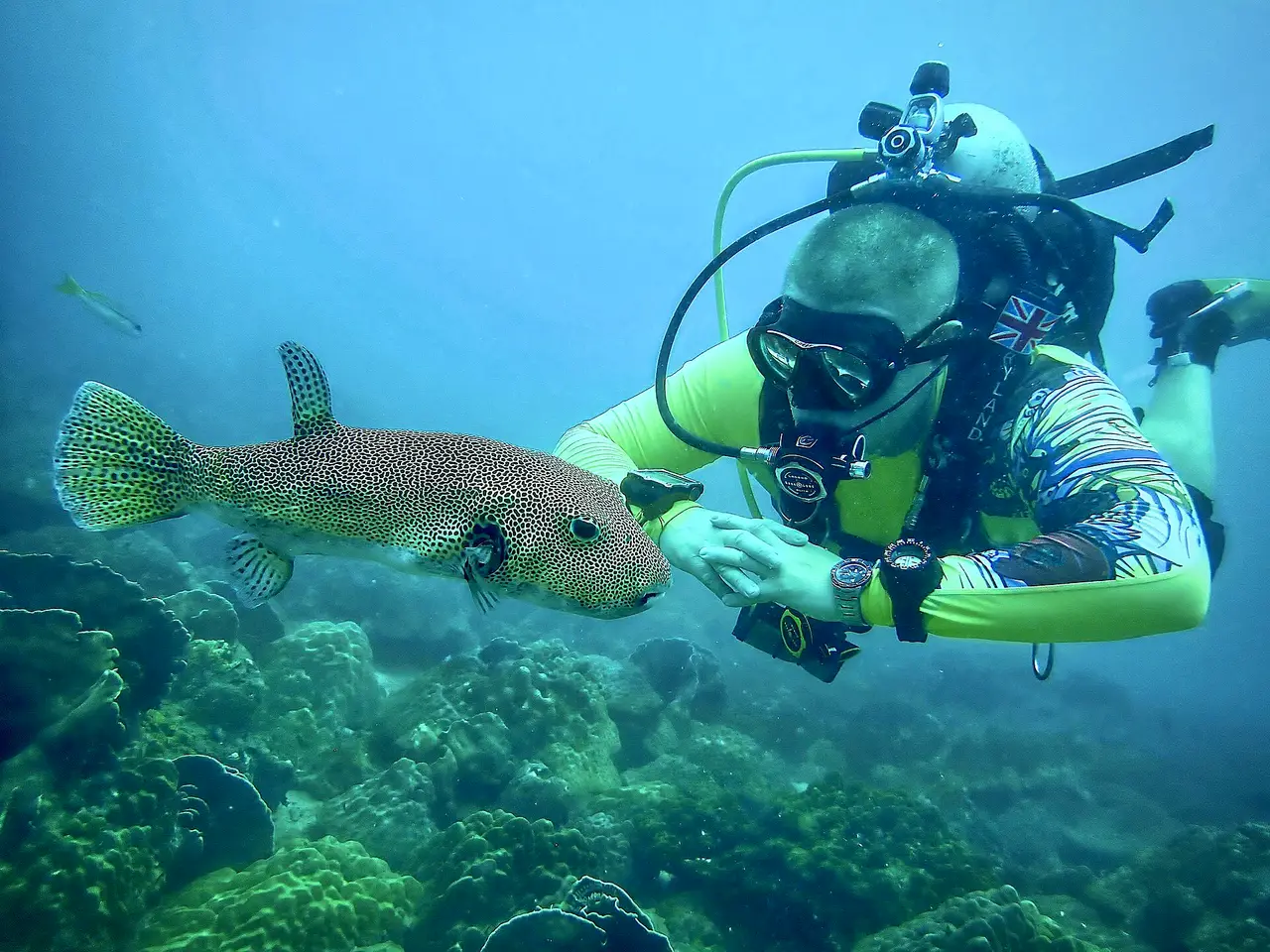 A scuba diver hovering beside a pufferfish above coral