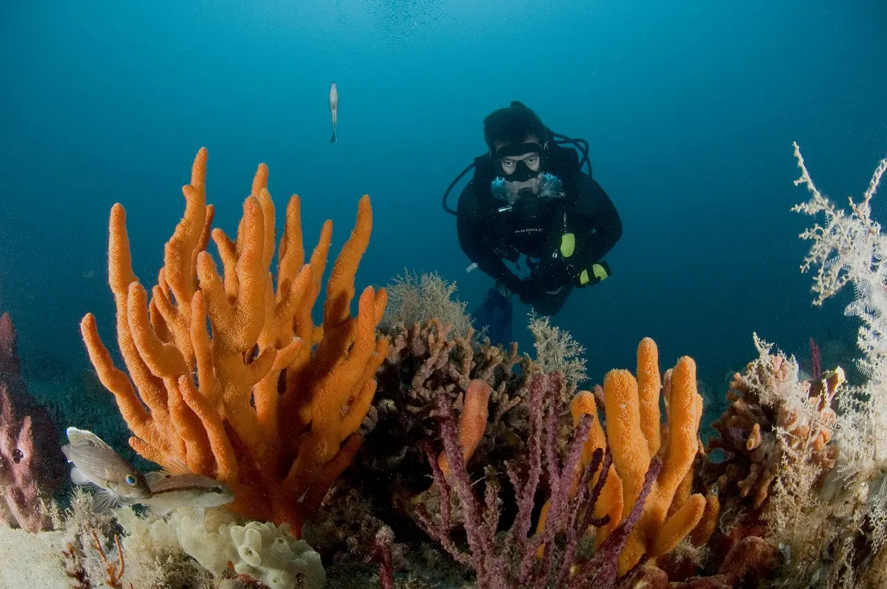 A scuba diver above a reef with large orange sponges