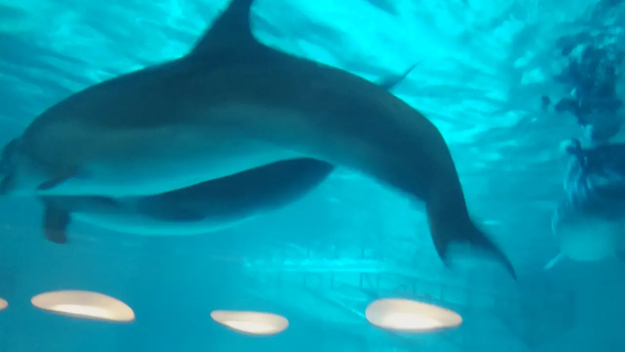 A dolphin swimming near the surface in bright blue water
