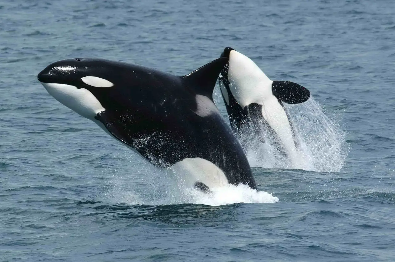 Two black and white killer whales leaping out of the sea