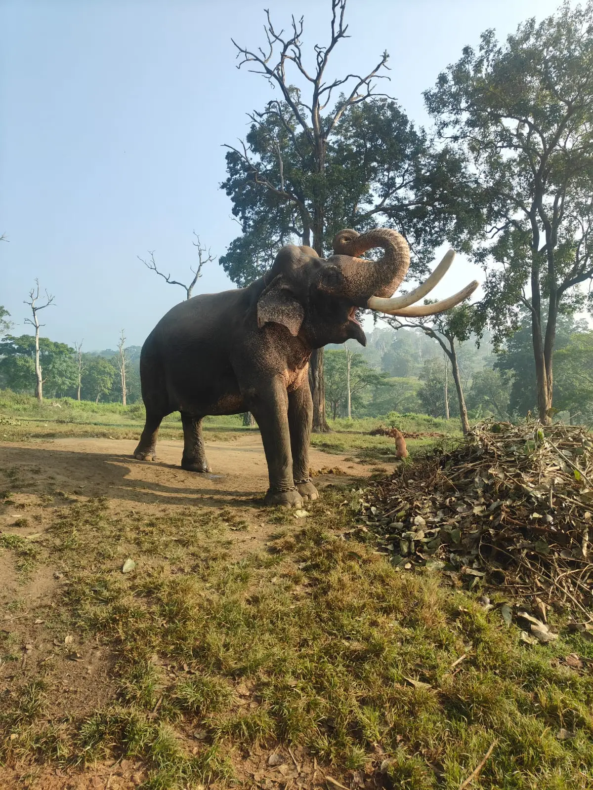 A grey elephant standing among bare trees in a forest clearing