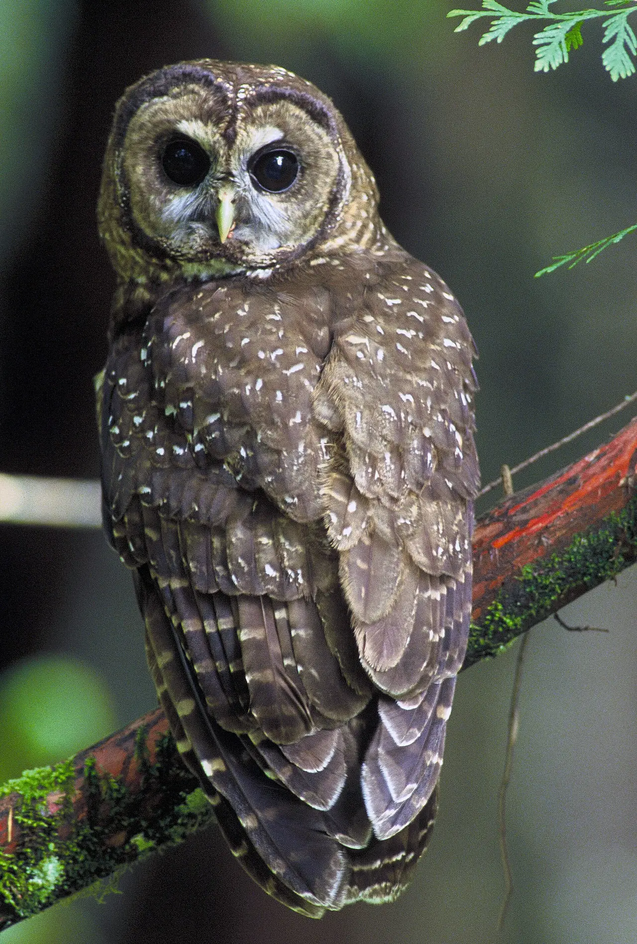 A brown spotted owl perched on a branch among green leaves