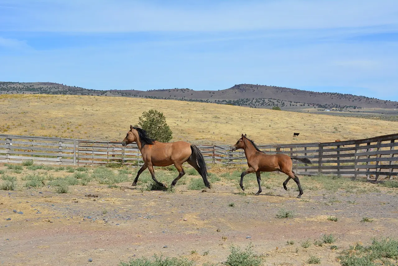 Two brown horses trotting along a wooden fence on dry grassland