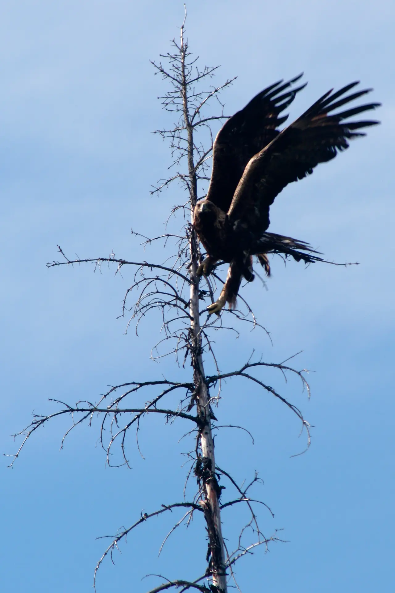 A golden eagle with open wings on a bare tree against blue sky