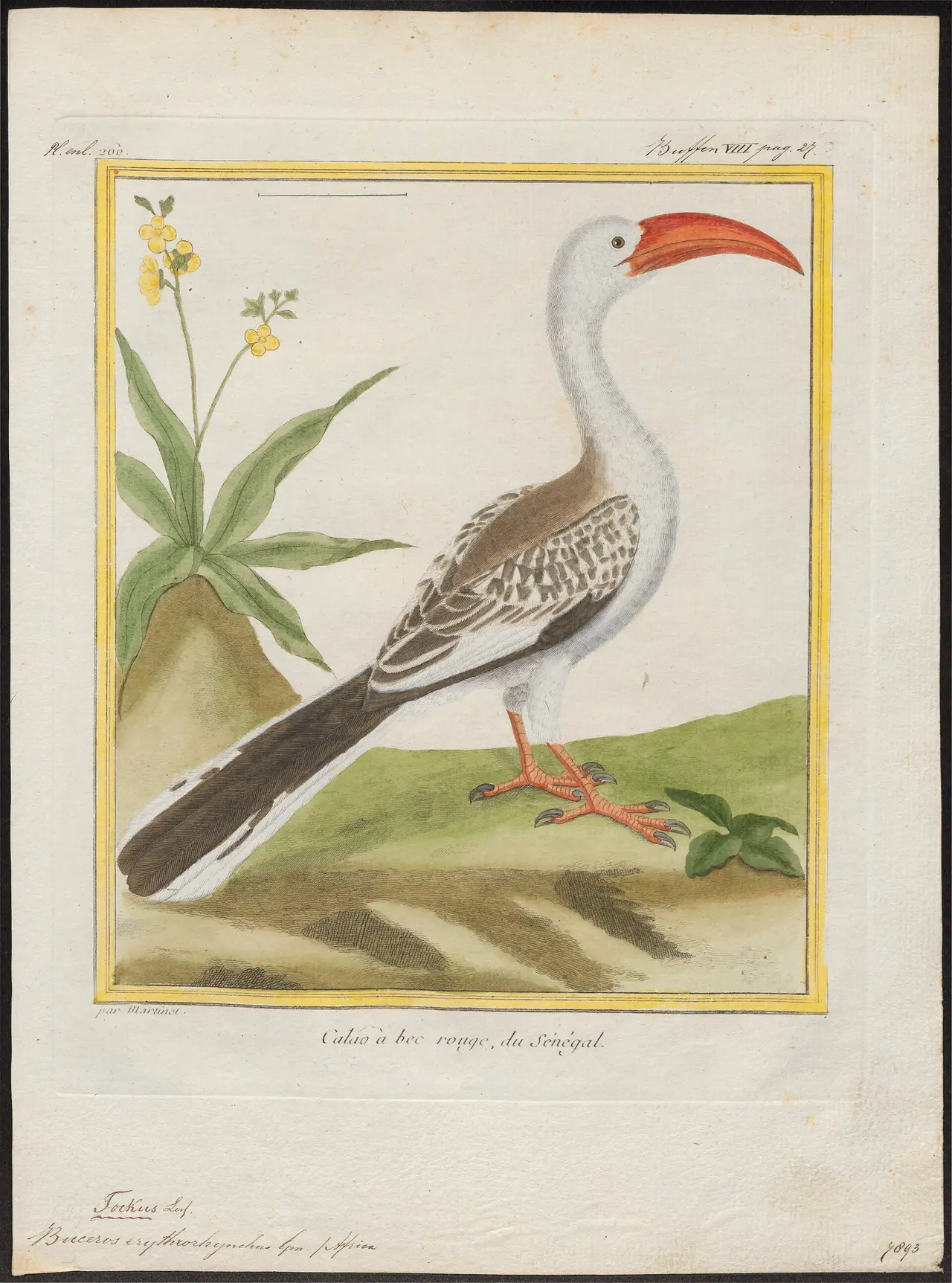 A red-billed hornbill with a curved orange bill beside a plant