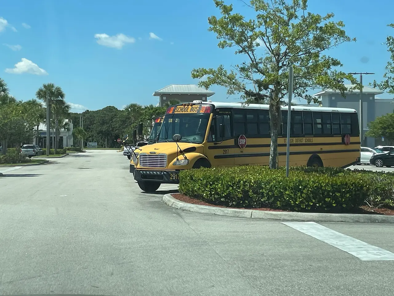 A yellow school bus parked on a road beside a hedge and palm trees