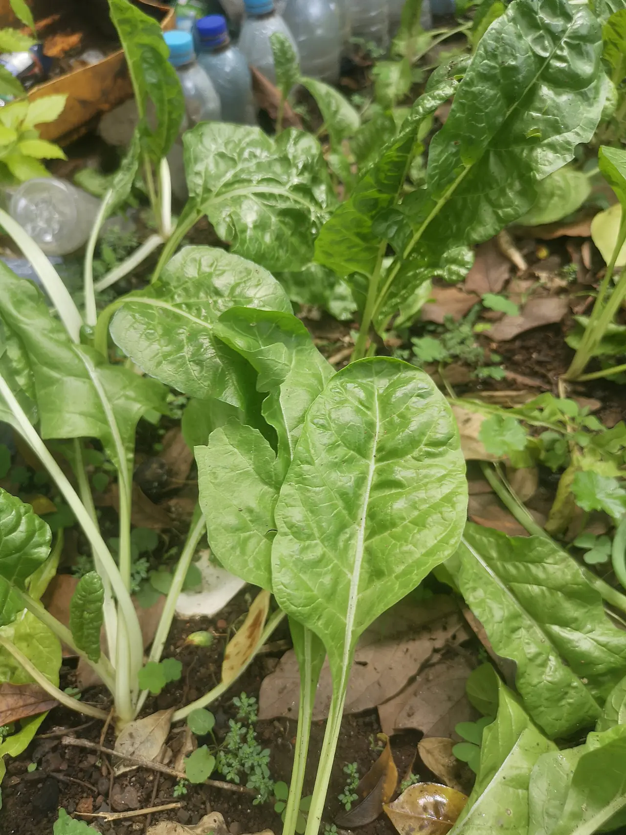 Broad-leaved spinach plants growing in garden soil