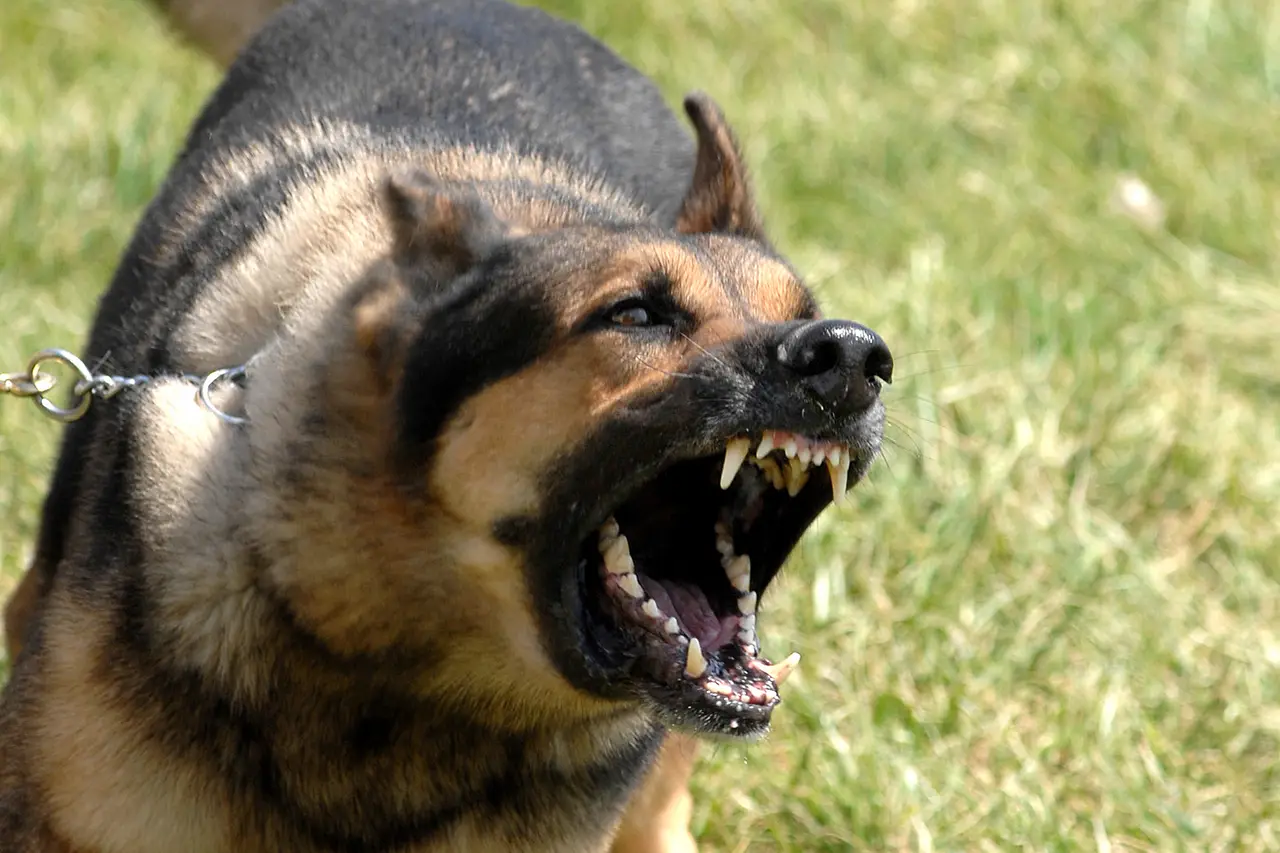 A brown and black dog barking on grass