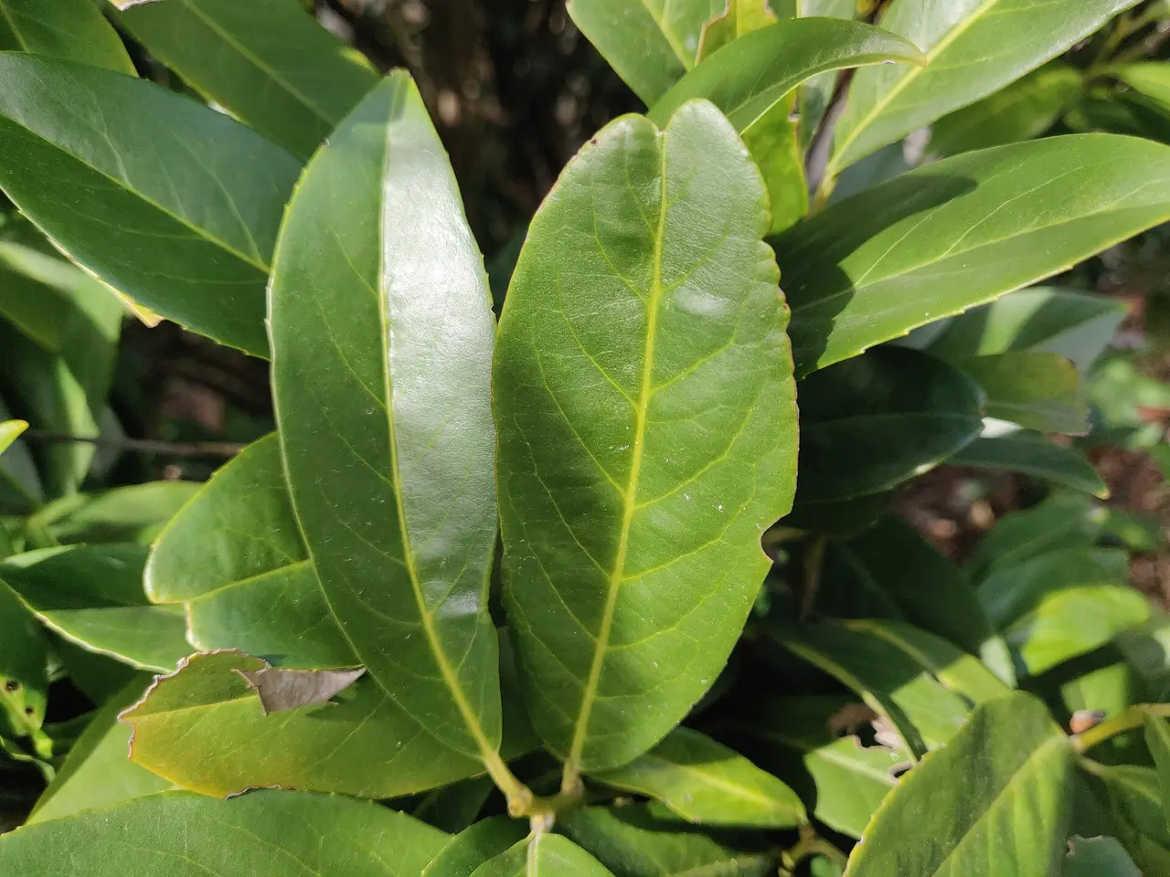 Close view of glossy green leaves with pale central veins