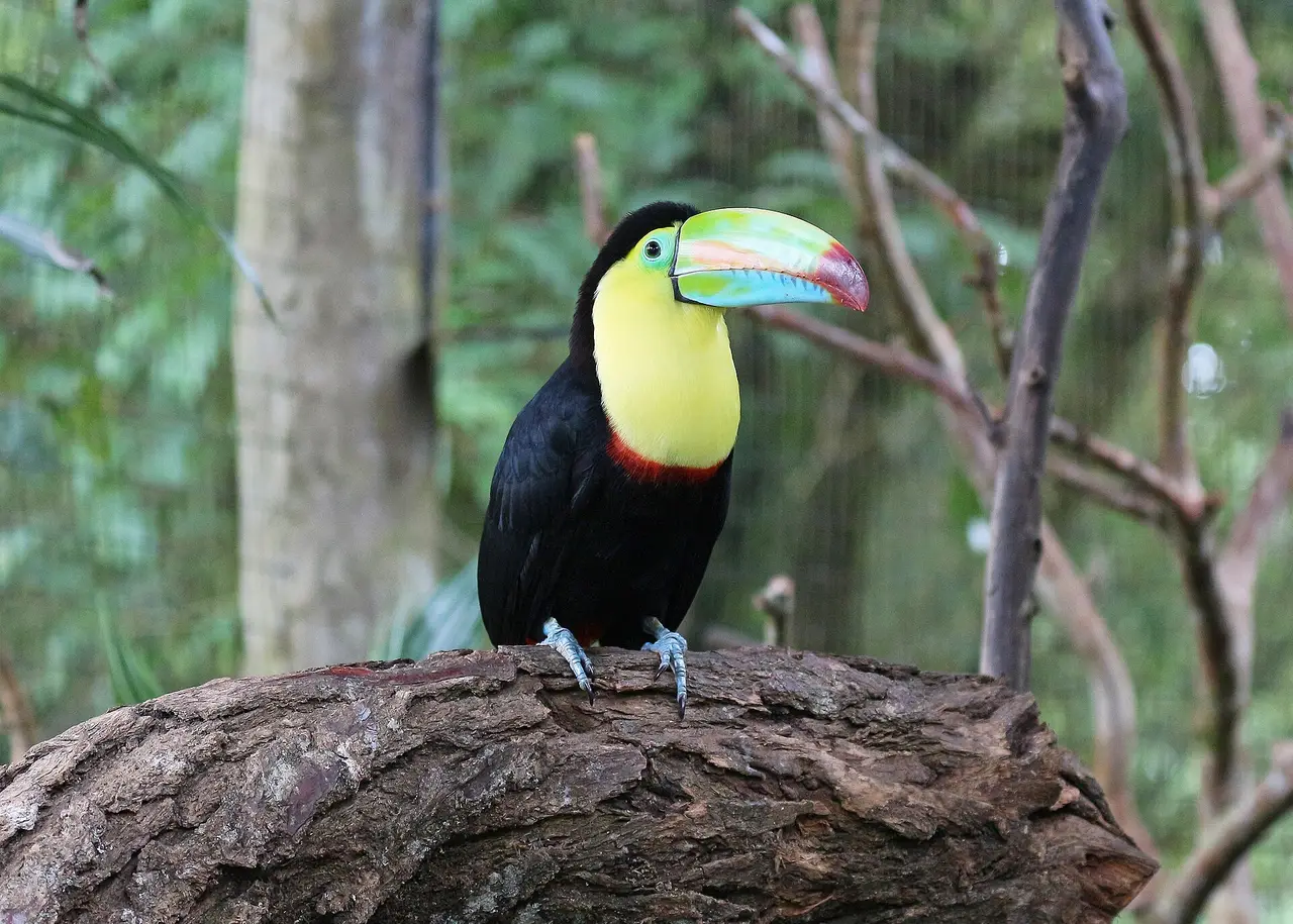 A black toucan with a large colourful bill on a branch