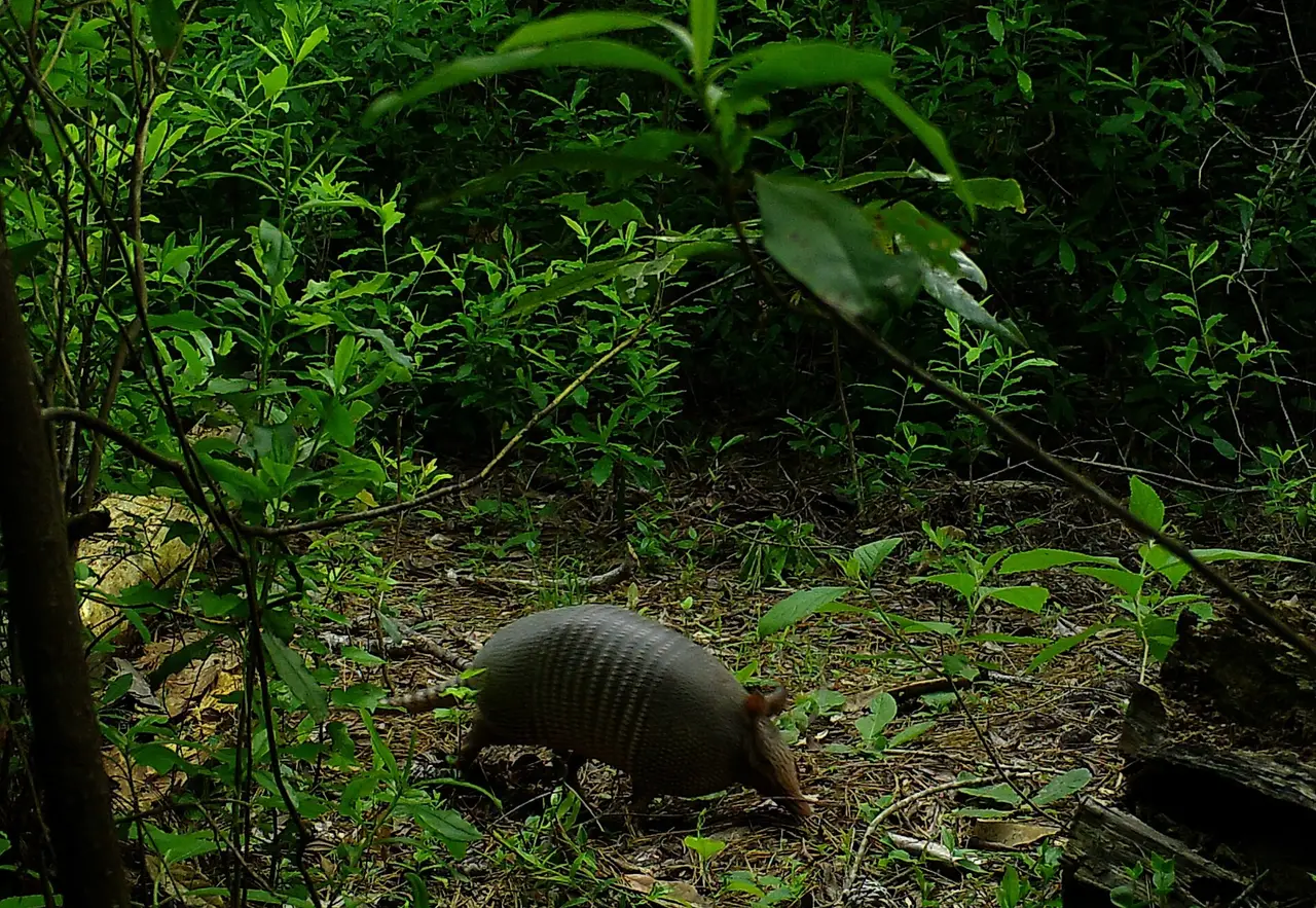 A dark armadillo walking past green leaves in woodland