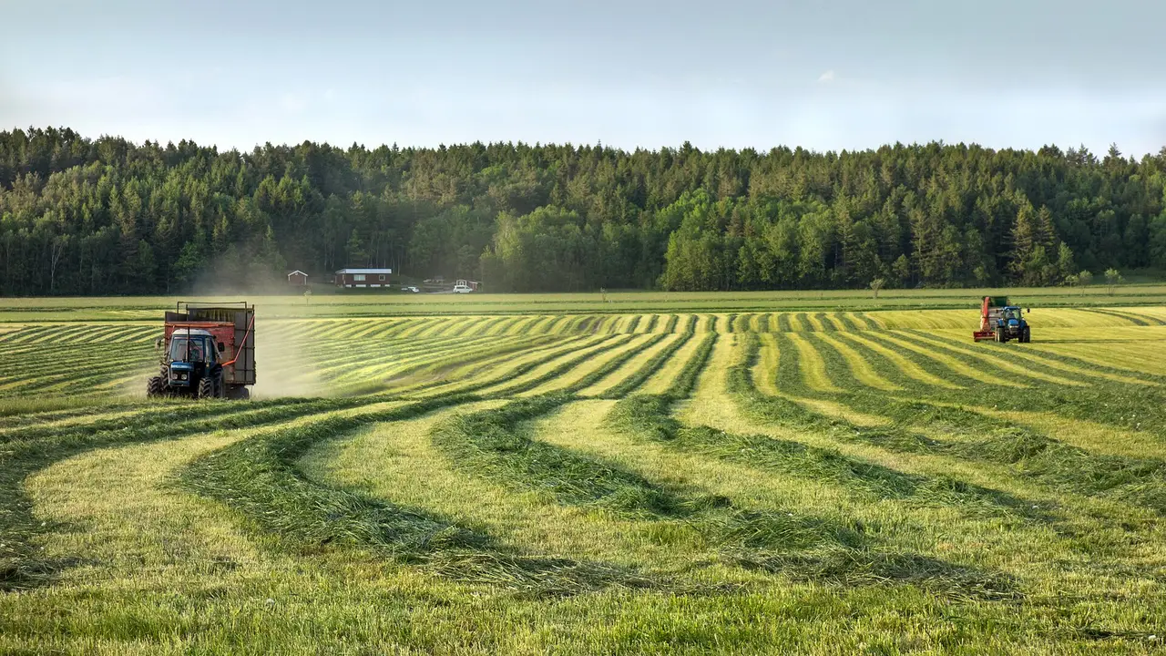 Two tractors working a field of cut grass in rows