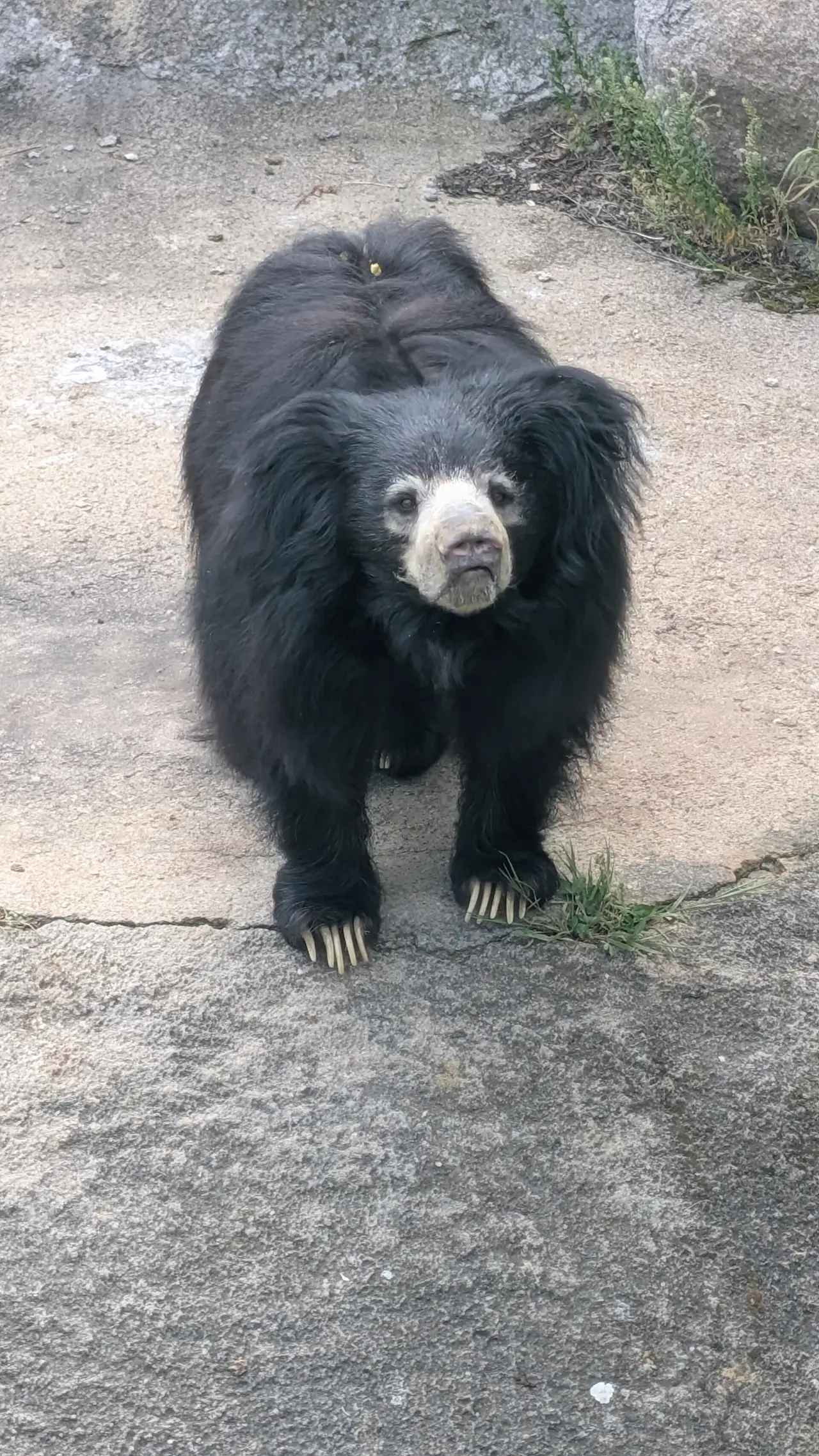 A black sloth bear with a pale snout standing on a path