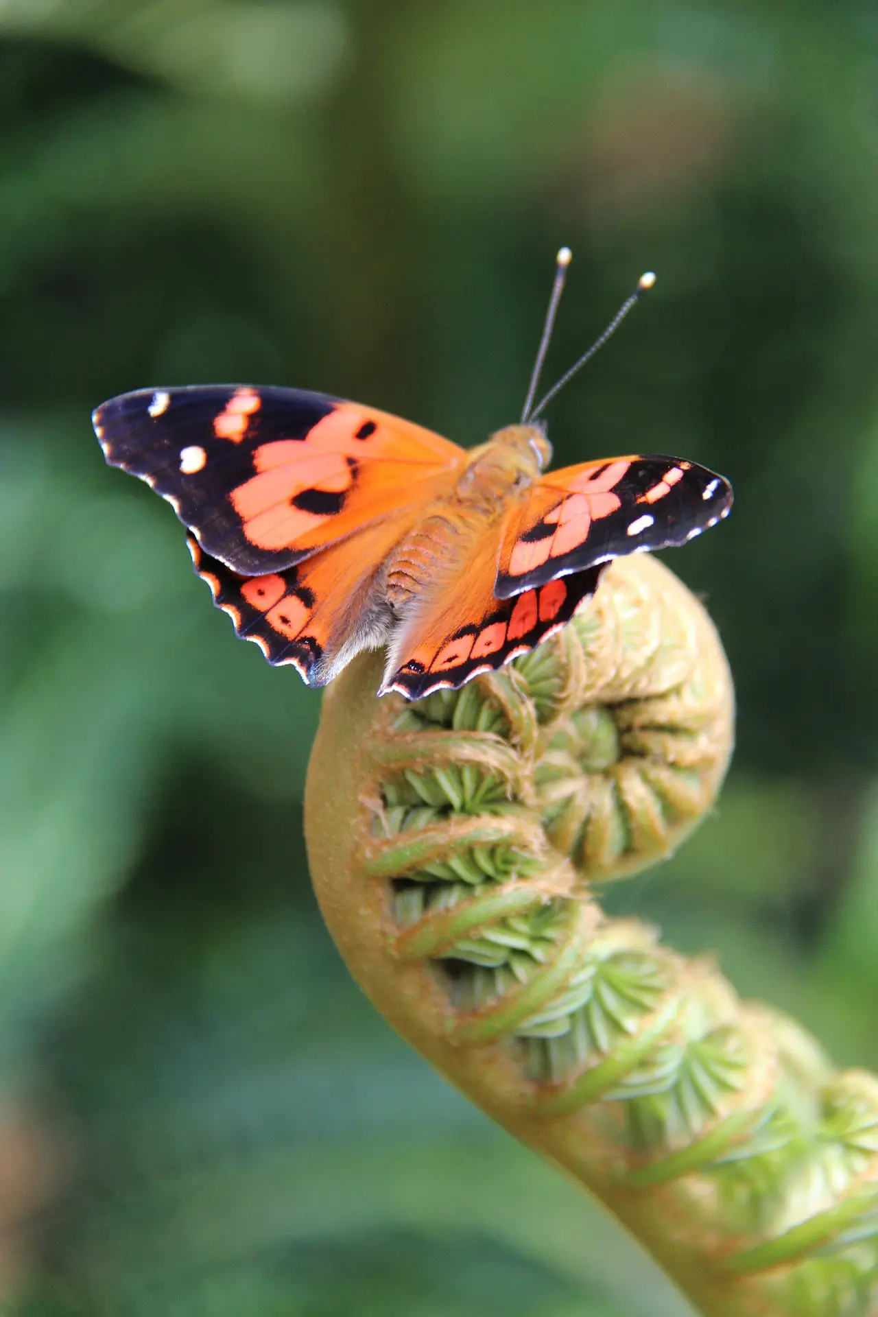 An orange and black butterfly perched on a curled fern frond