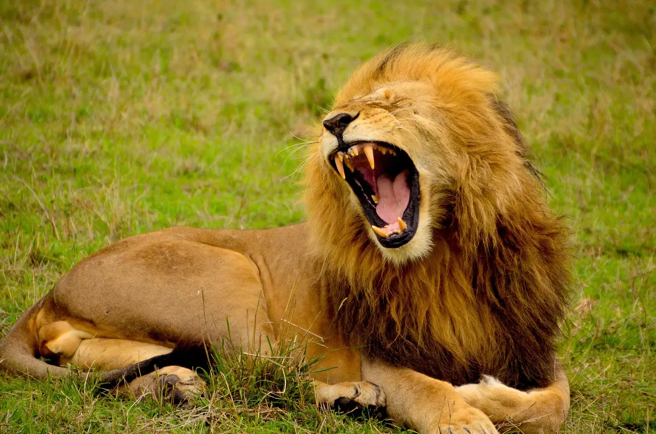 A maned lion lying on grass with mouth open