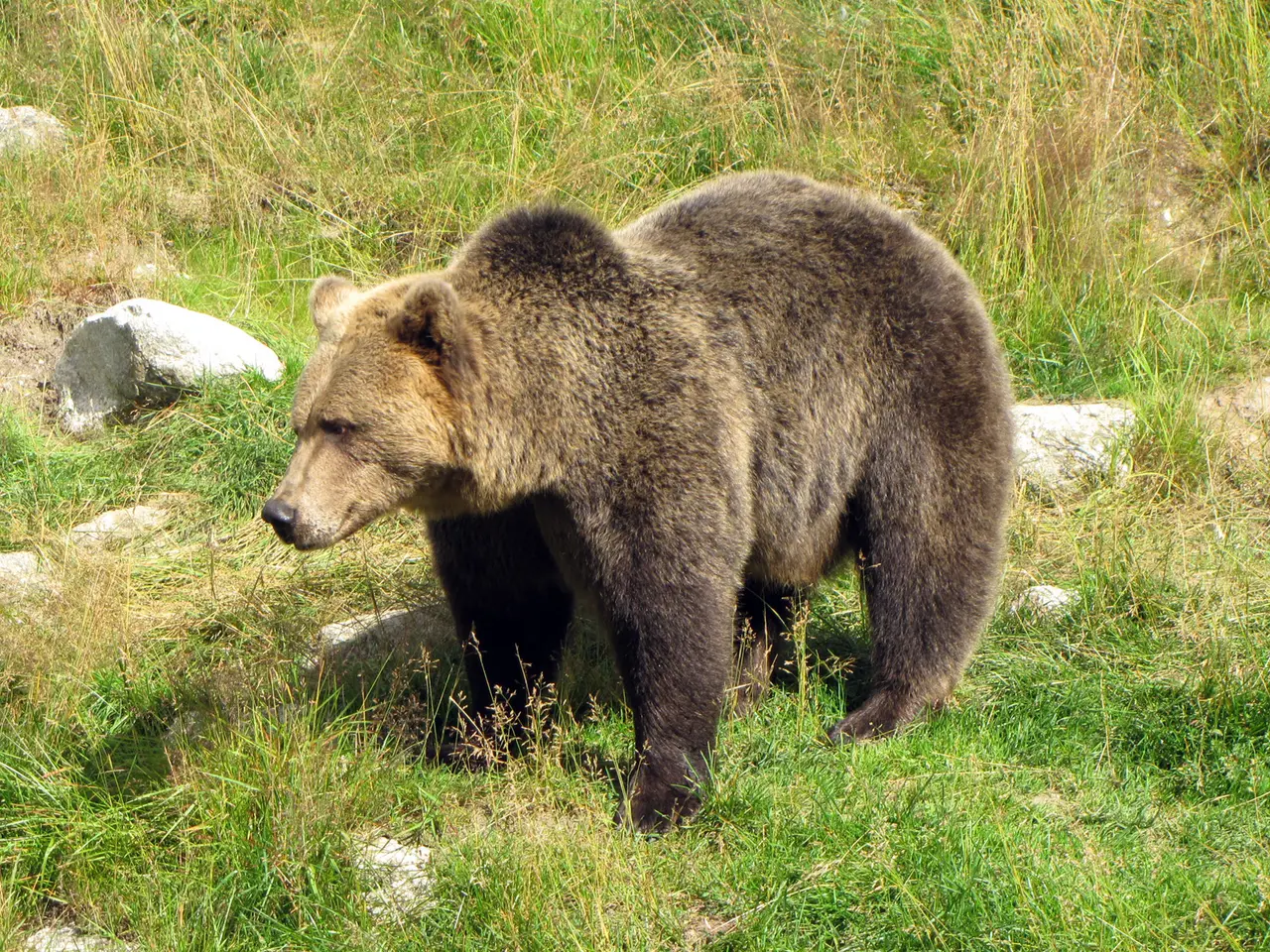 A large brown bear standing on grass next to a rock