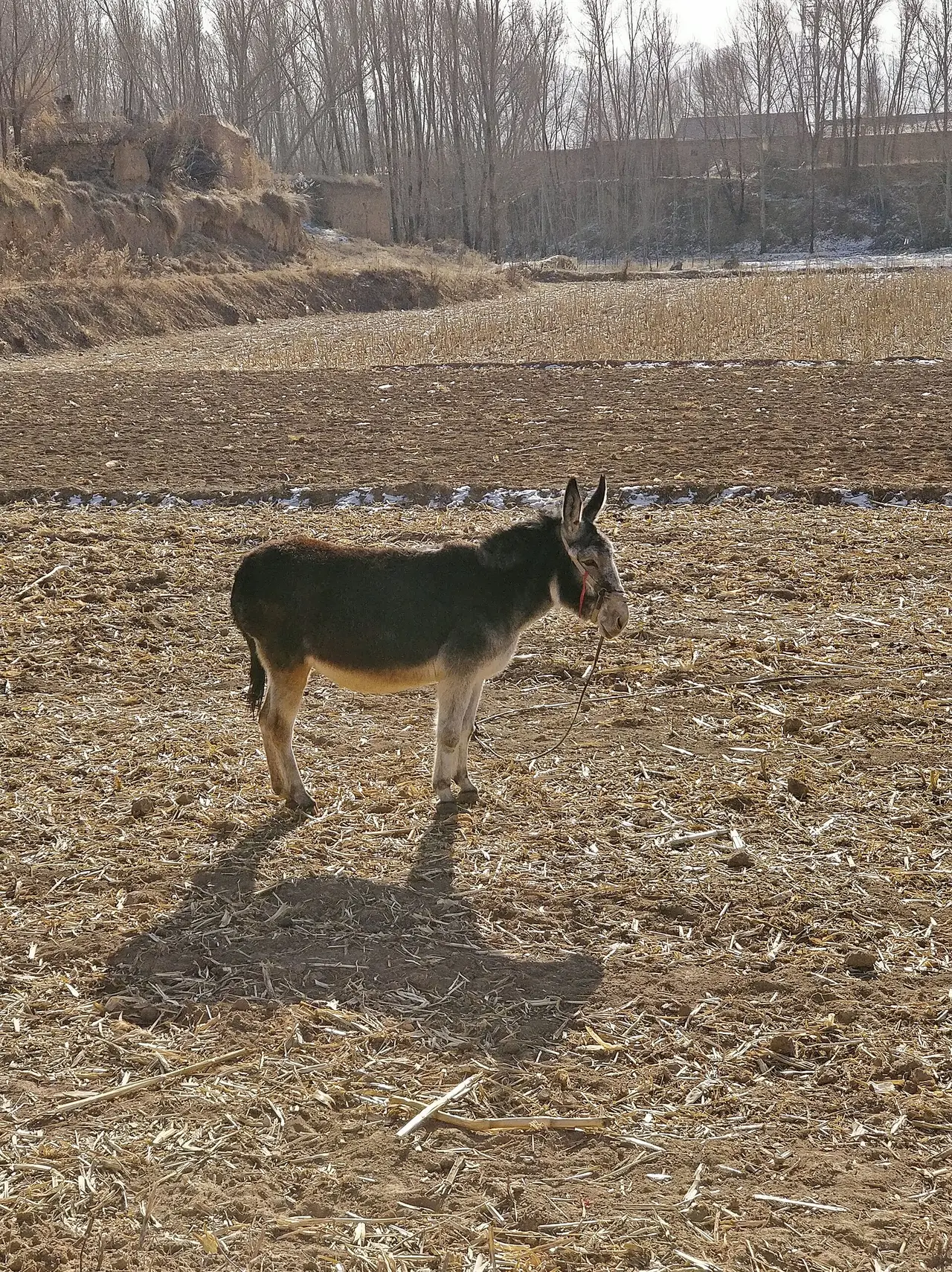 A dark donkey standing alone on bare farmland