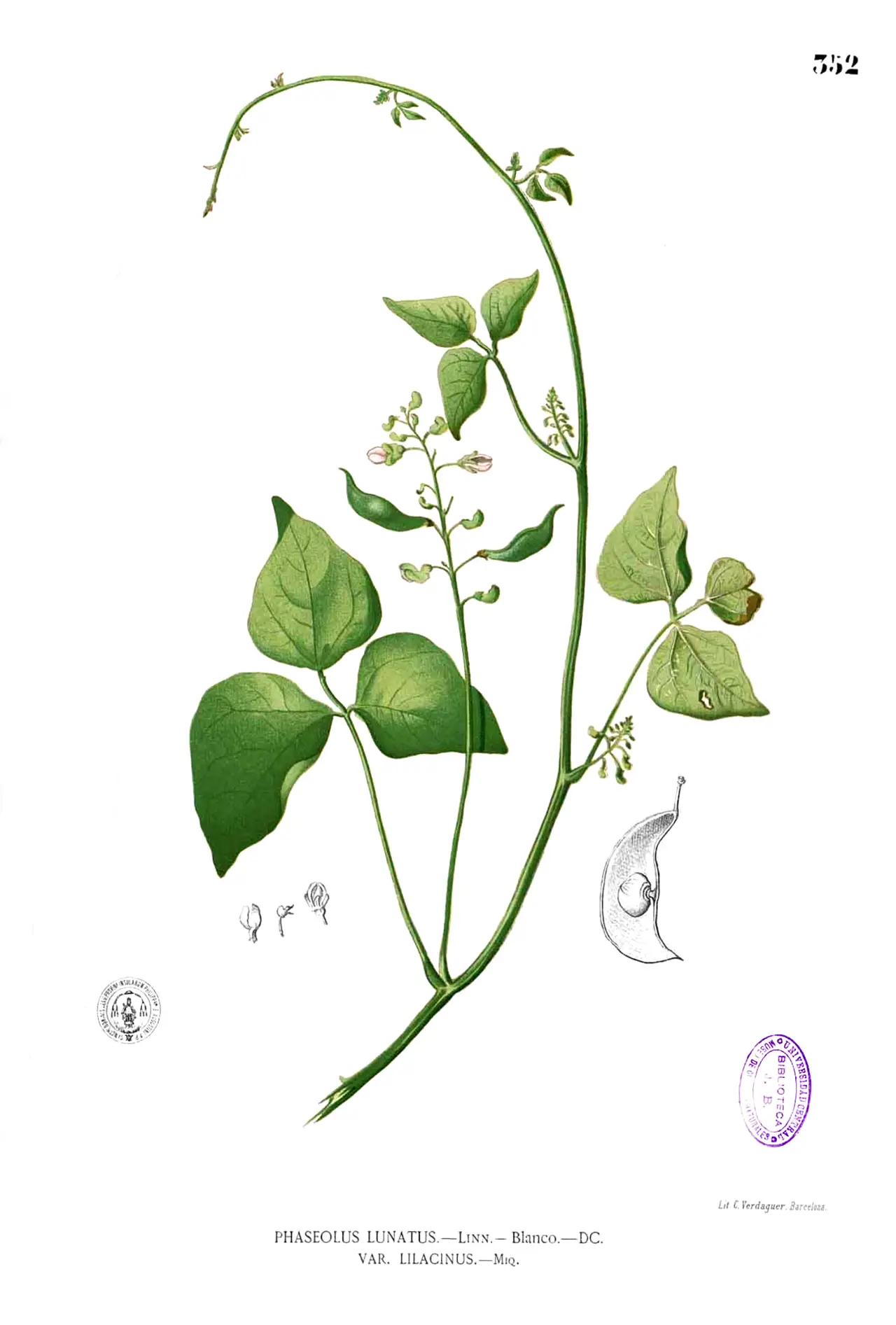 Botanical drawing of a climbing lima bean plant with flowers and a pod