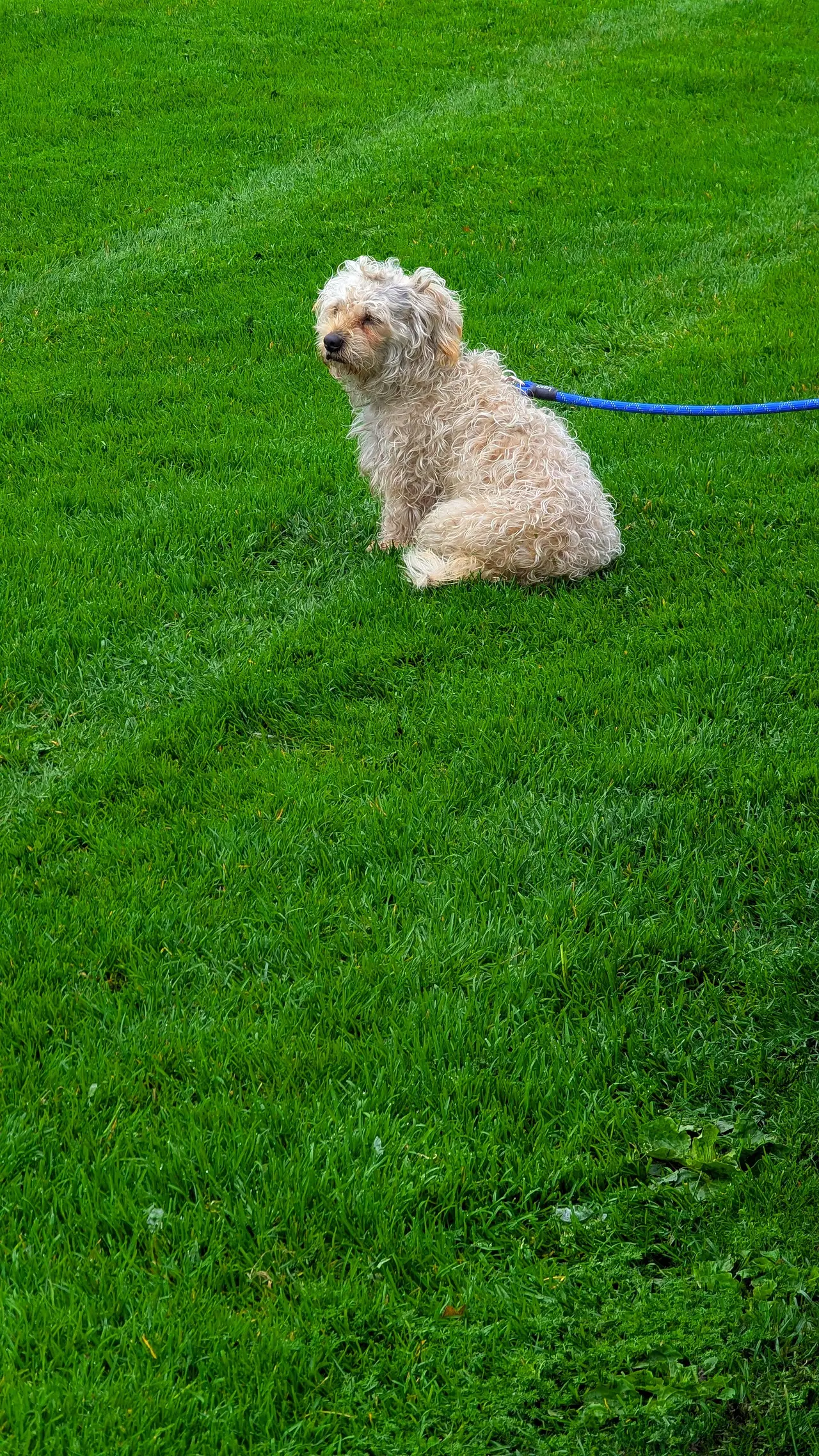 A small cream dog sitting on green grass on a blue lead