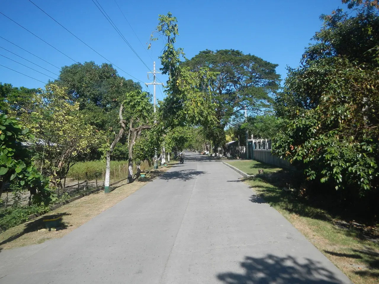 A narrow paved road running between trees under a blue sky