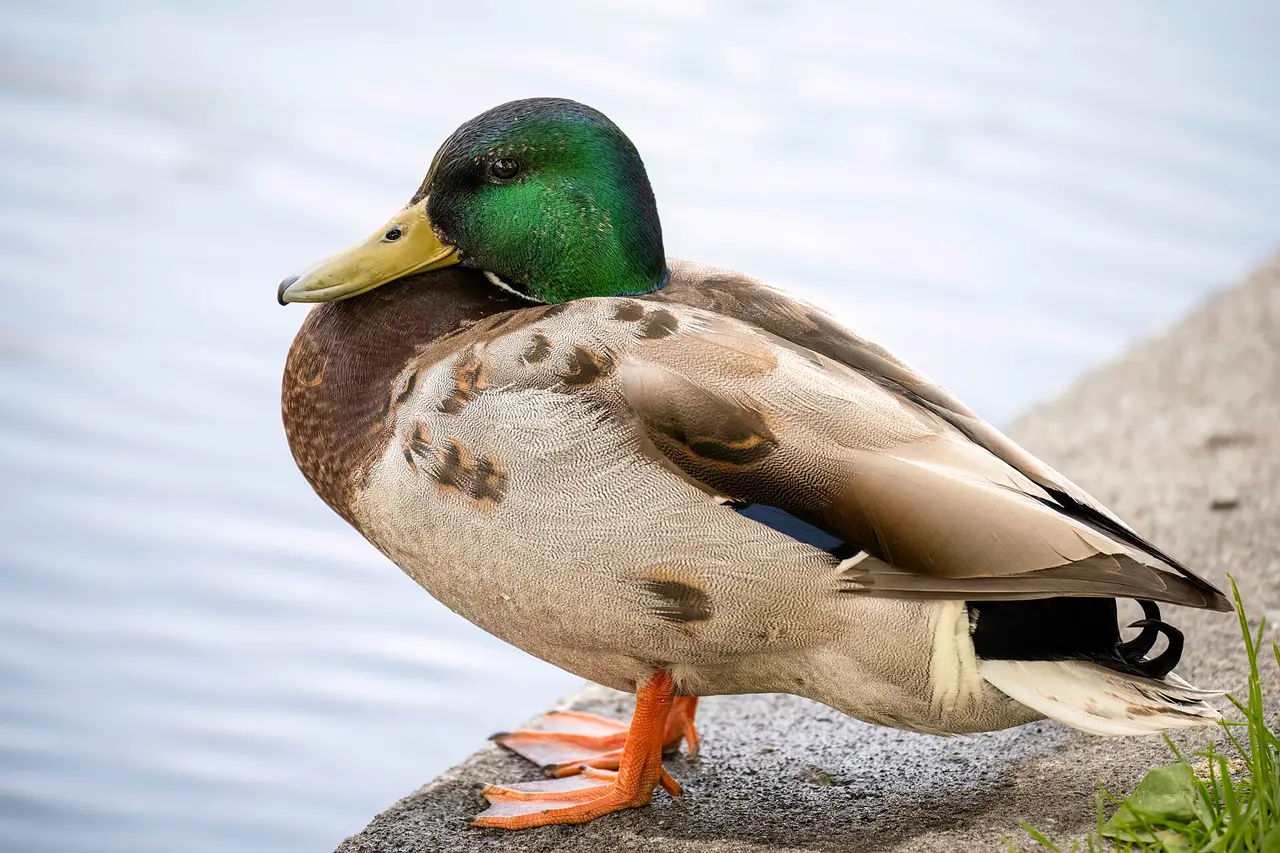 A green-headed mallard drake standing on a stone ledge