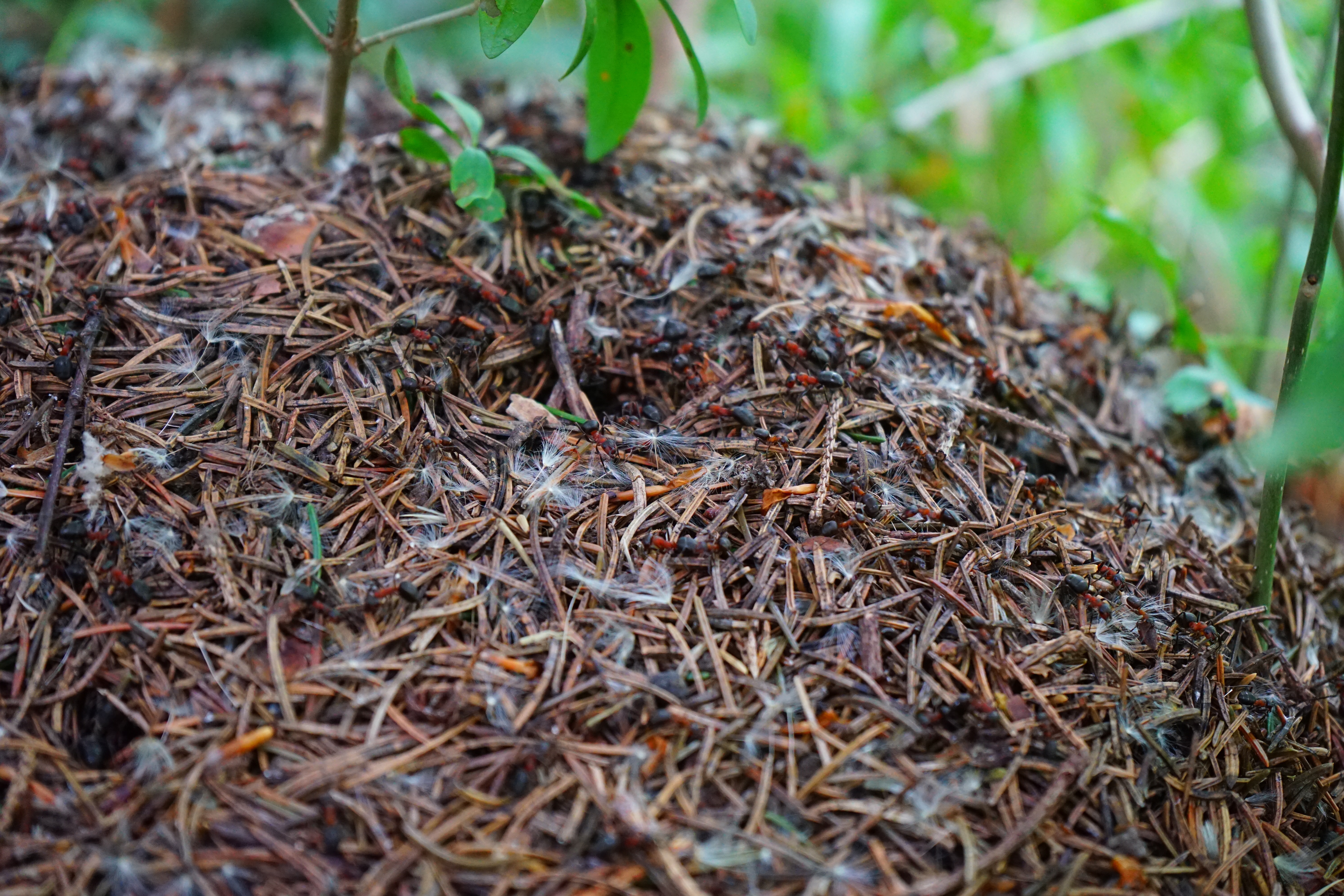 Листовой опад дождевой червь еж лисица. Муравьи в муравейнике. Лесные муравьи Муравейник. Муравейник гнездо муравьев. Муравейник лесных муравьев.