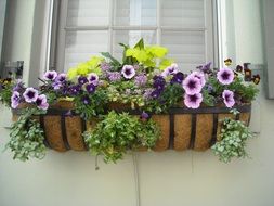 box with flowers at window on facade