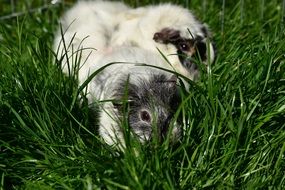 Pretty sea pig in green grass