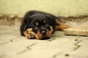 cute rottweiler puppy against the wall
