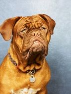 The Dog de Bordeaux, Bordeaux Mastiff, French Mastiff , thoroughbred dog