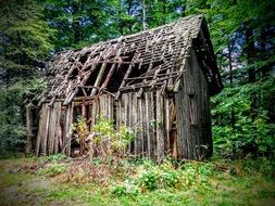 old ruined wooden hut in forest