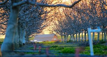 farm house at bare trees alley in countryside