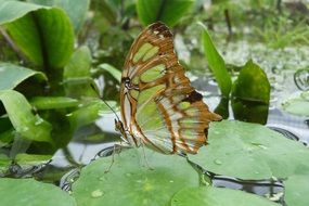 malachite butterfly sitting on green leaf on pond