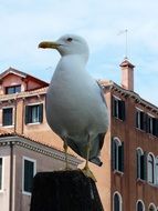 seagull sits on pillar in city, italy, venice
