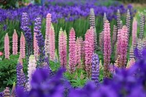 fukushima prefecture bright color lupine