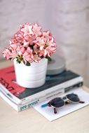 composition with azalea in white pot and magazines