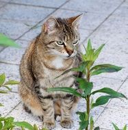 mackerel cat sitting on tile pavement