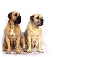 two thoroughbred white mastiff dogs