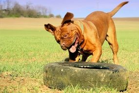 bordeaux mastiff playing with tire