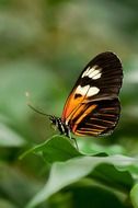 tropical exotic butterfly on green leaves close-up