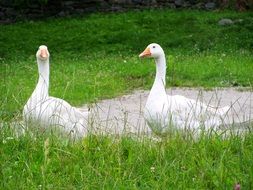 two white geese in grass