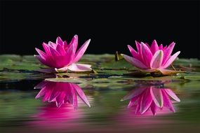 two pink water lilies on calm water