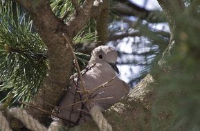 wild dove in nest on pine tree